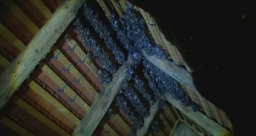 Centinaia di pipistrelli nel tetto e il Duomo protegge gli affreschi