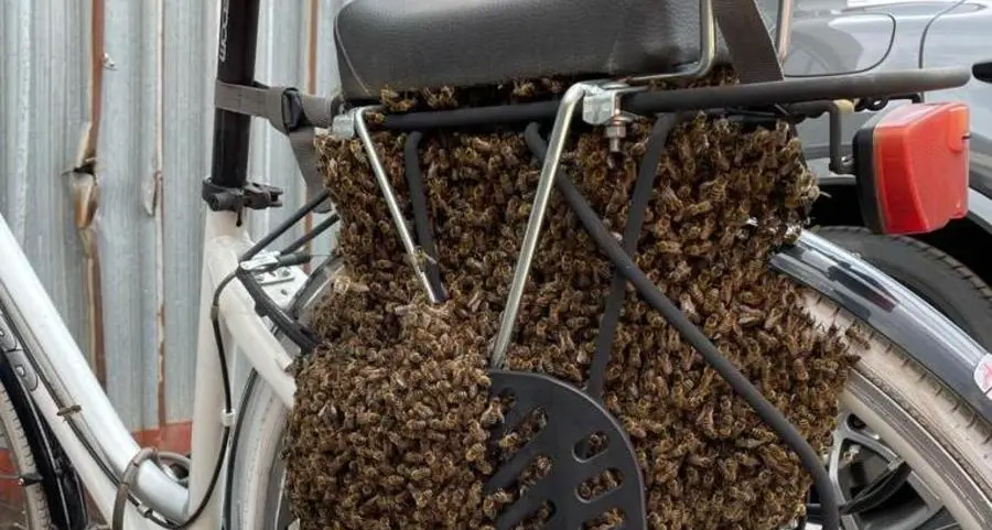 Bolzano Sud, le api fanno l’alveare sulla bicicletta