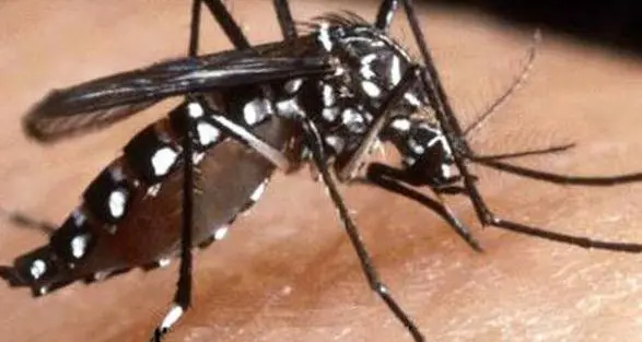 Zanzara tigre in aumento ad Appiano, l’appello del sindaco