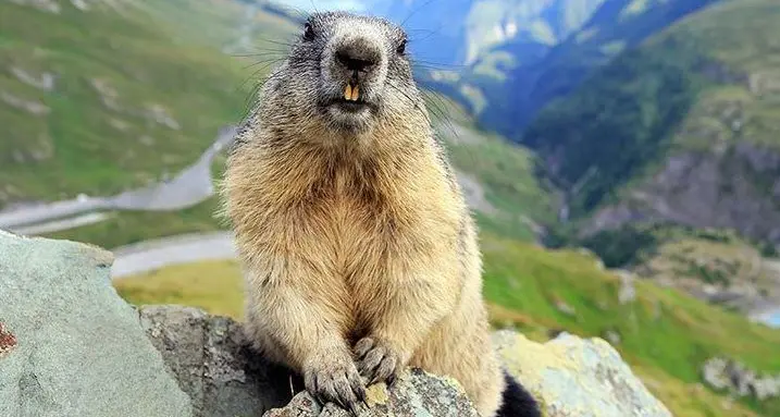 Alto Adige: cattura una marmotta con la tagliola e poi la uccide a colpi di badile