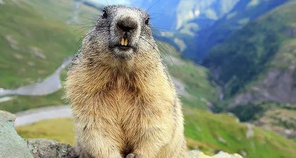 Marmotta uccisa a badilate, i cacciatori: «Un atto vile»