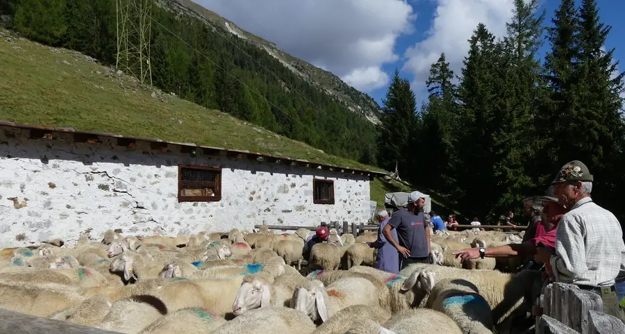 Orme di un lupo alla malga: l’alpeggio si chiude in anticipo