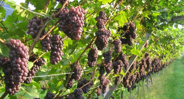 Vino, cala la produzione ma la gradazione è «super»