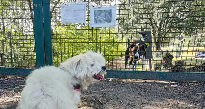 L’area cani trasloca, a Merano scoppia l’ira del rione Maria Assunta