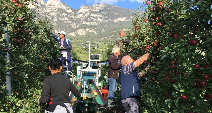 Green Pass, lavoratori stagionali in fuga