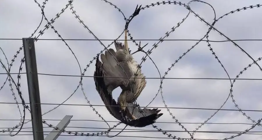 Aeroporto, airone cenerino intrappolato nel filo spinato