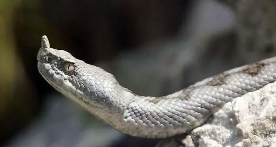 Quella cava di ghiaia che mette a rischio la vipera dal corno