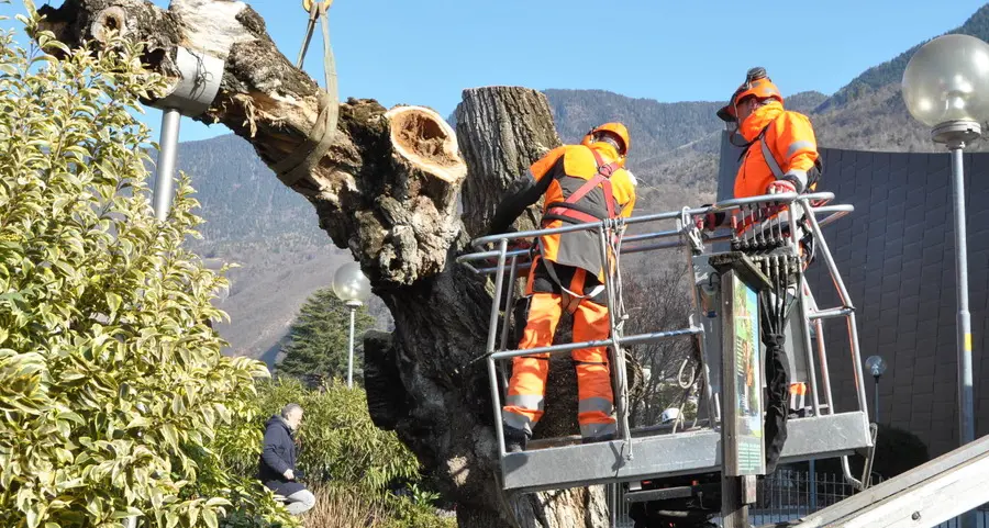 Laives, l'albero secolare in piazza tagliato dopo 114 anni