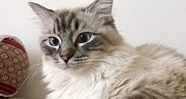 Salorno, gattini seviziati: la conferma del veterinario