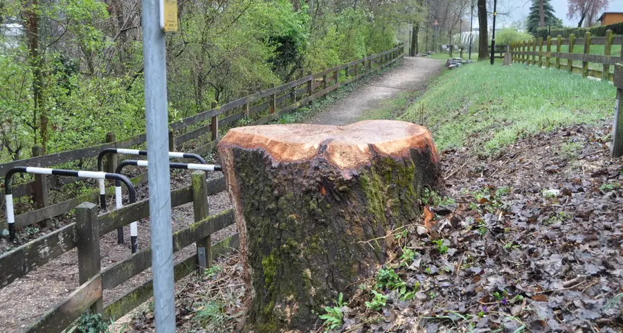 «Troppi gli alberi tagliati lungo il rio Vallarsa»