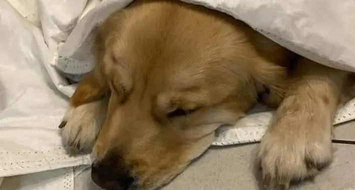 Bocconi avvelenati nell’area animali: un cane rischia di morire