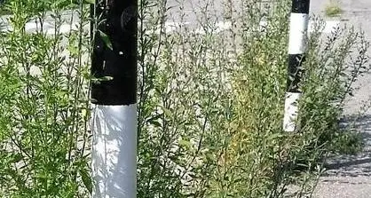 A Terlano le erbacce per strada si eliminano con l'acqua calda