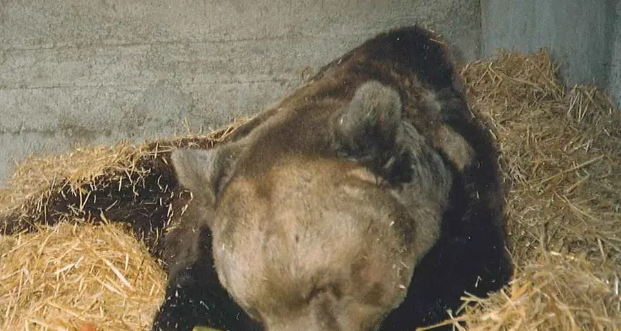 Maturi: «L’orso Pippo sarà la mascotte della nostra città»