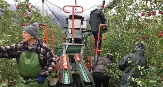Mele e ricerca, la vera sfida per ridurre le malattie