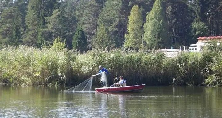 Nel lago di Caldaro la battaglia contro le carpe erbivore
