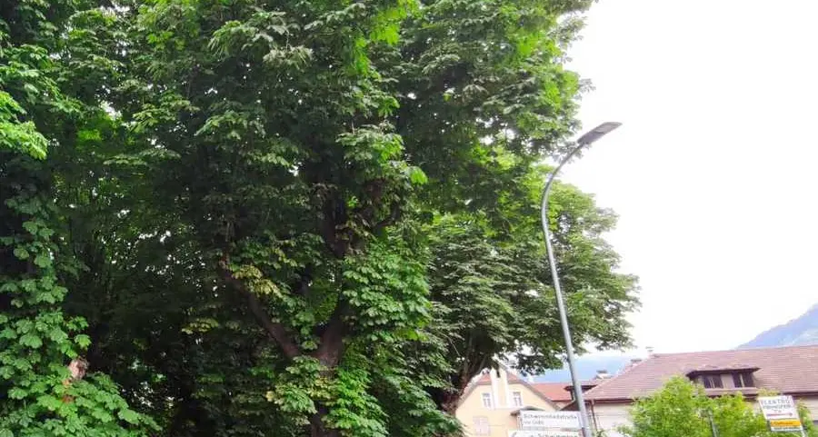Potatura errata a Merano: addio a 14 storici ippocastani