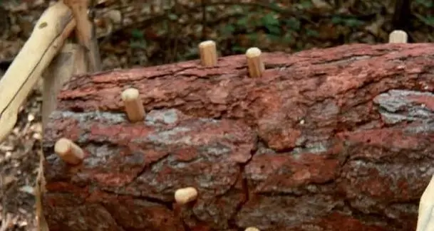 Oltrisarco, sarà risistemato il «Bosco dei Bricconi»
