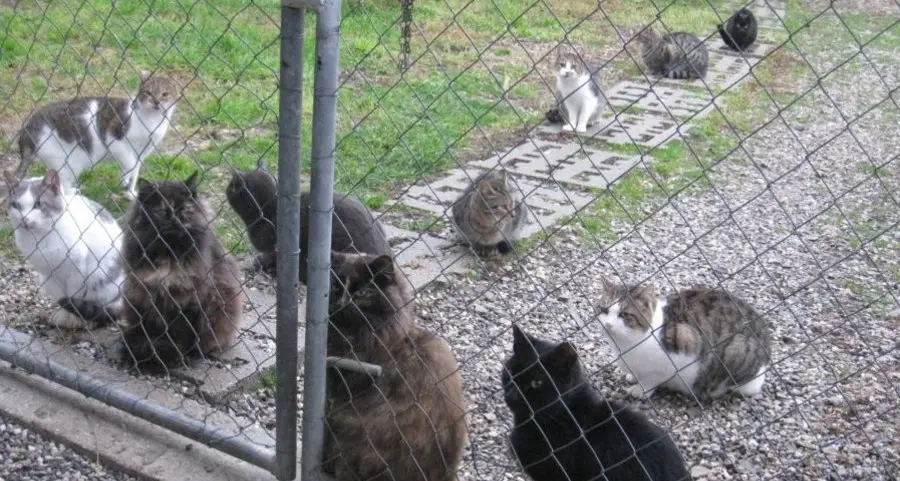 Troppi gatti randagi a Ganda: un recinto per la colonia felina