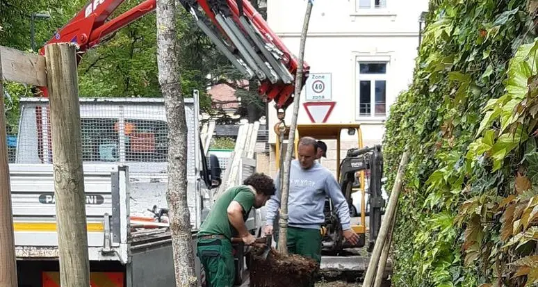 A Merano nuovi alberi più resistenti allo stress climatico