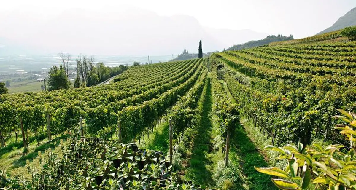 Addio al bosco per i vigneti: stoppata la delibera