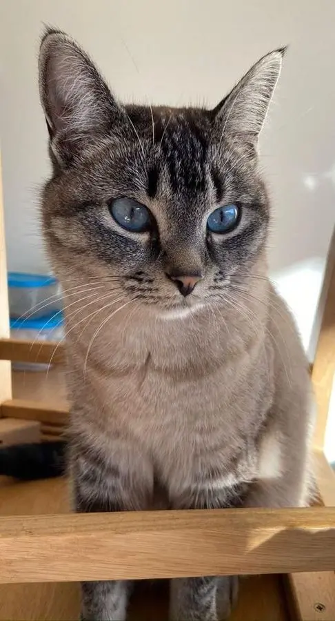 La gattina Paci torna a casa ad Appiano dopo due anni