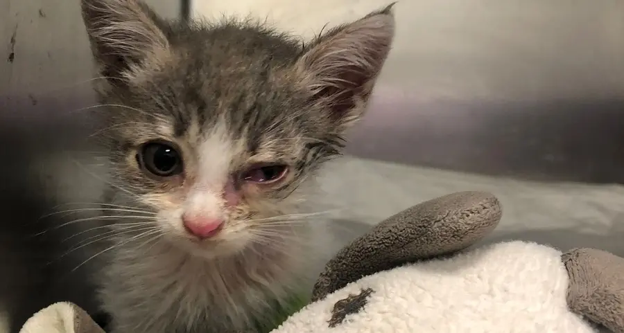 Ce l’ha fatta la gattina Tamy: era stata lanciata da un’auto in corsa