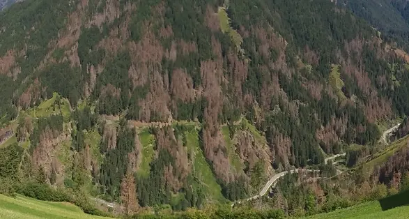 Allarme bostrico in Alto Adige: boschi distrutti