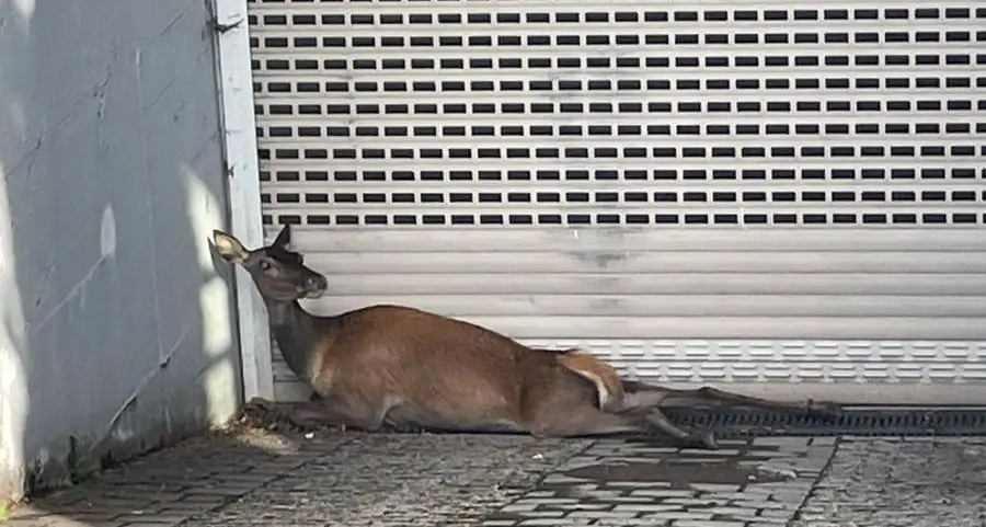 Salta per evitare il treno: per la cerva una caduta fatale