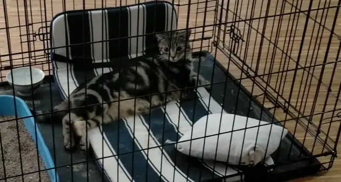 Zampina rotta a un gattino dopo una lite tra vicini