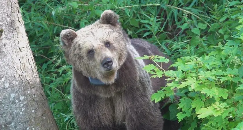 Orsa morta in Trentino durante la cattura, crescono le proteste animaliste. Il Wwf: «Danno biologico»