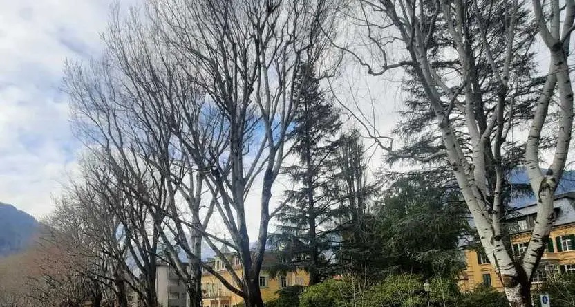 Prove di tenuta per le piante: simulato il vento a 130 orari