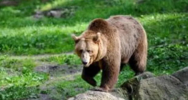 Salorno, un parco per l’orso: «Monte Corno area di tutela»