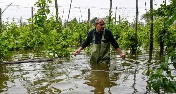 Frutticoltura in ginocchio per l'alluvione, prezzi su anche in Alto Adige