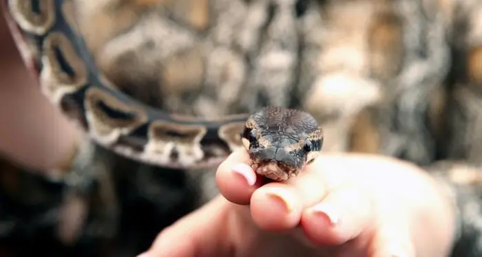 Giovane educatore morso da una vipera in Vallarsa