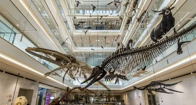 Trento festeggia 10 anni di Muse, il museo di Renzo Piano che fa volare anche gli asini