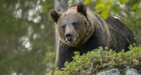 Associazioni animaliste: l'orsa F36 deve essere lasciata in libertà perché non è pericolosa