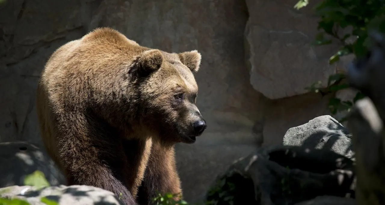 Lupi: nuovo ricorso in Trentino contro l'abbattimento e per la tutela del cucciolo di F36