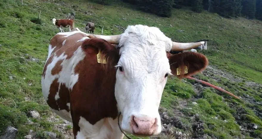 Spara a un tasso ma colpisce una mucca, cacciatore altoatesino rischia il processo