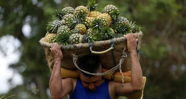Colombia: sequestrati 63 kg di cocaina nascosti in ananas finti