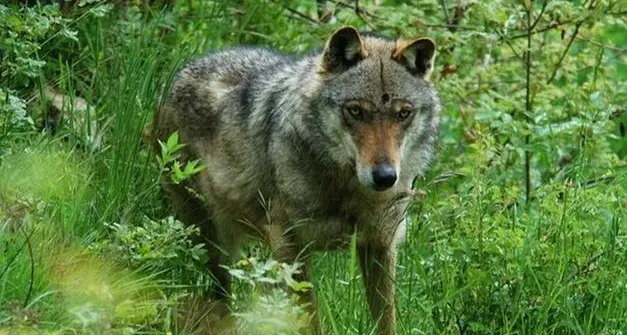 Abbattimento di due lupi in Trentino, il Consiglio di Stato conferma la sospensiva