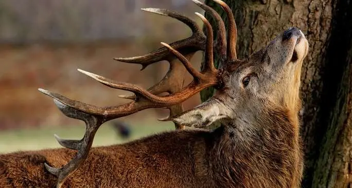 Parco dello Stelvio, abbattuti 127 cervi nel settore trentino
