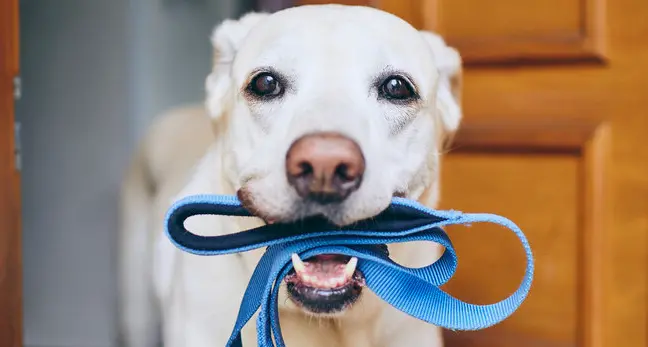 Dna dei cani, nessuna proroga. Schuler: «Partenza senza multe»