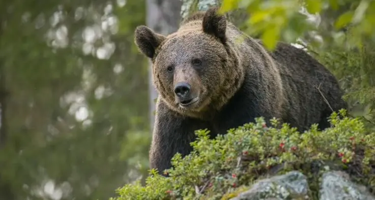 Wwf contro la gestione degli orsi in Trentino: \"Abbattere 8 orsi in 3 anni è politica anti-scientifica\"