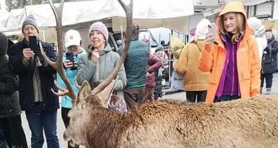 È stato allontanato da Cortina il cervo che si intrufolava al mercato