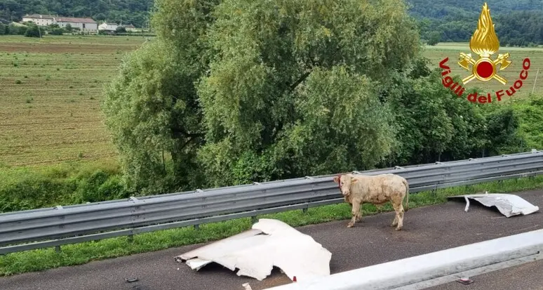 Camion di bestiame si rovescia in autostrada: vacche e vitelli morti o in fuga