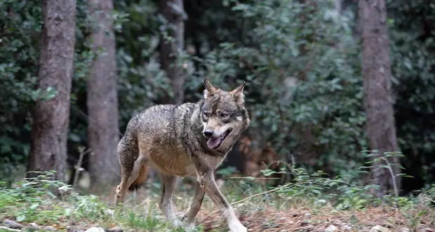 In Trentino istituito il \"Tavolo grandi carnivori\" per la gestione di lupi e orsi