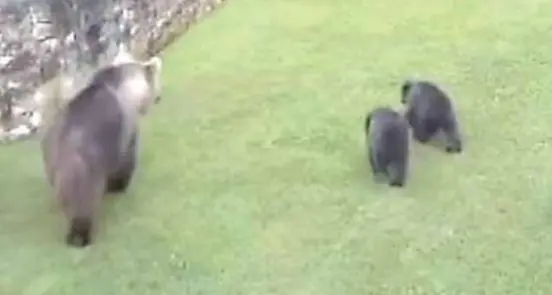 Bloccato l’abbattimento dell’orsa dell'Alto Garda, esultano gli animalisti