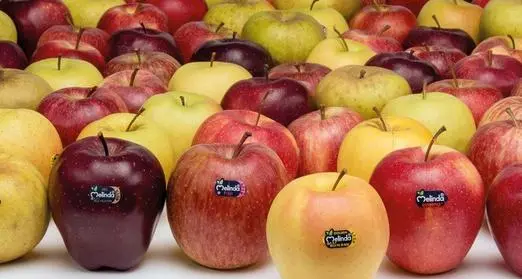 Mele, produzioni in calo per le gelate: -9% in Alto Adige. Ma il fatturato di Melinda vola a 350 milioni