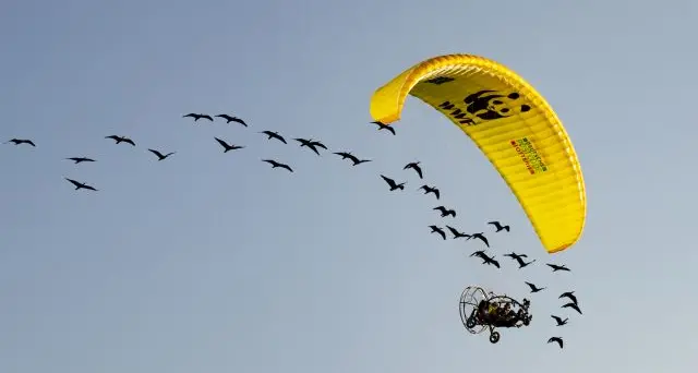 Cambiamento climatico, gli ibis virano e adesso svernano in Spagna