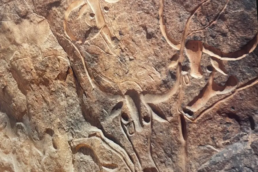 LA MUCCA CHE PIANGE DEL SAHARA “TESTIMONE” DEL CLIMA CHE CAMBIA